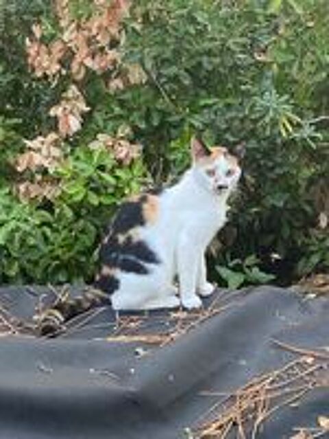   Donne jeune chat 
