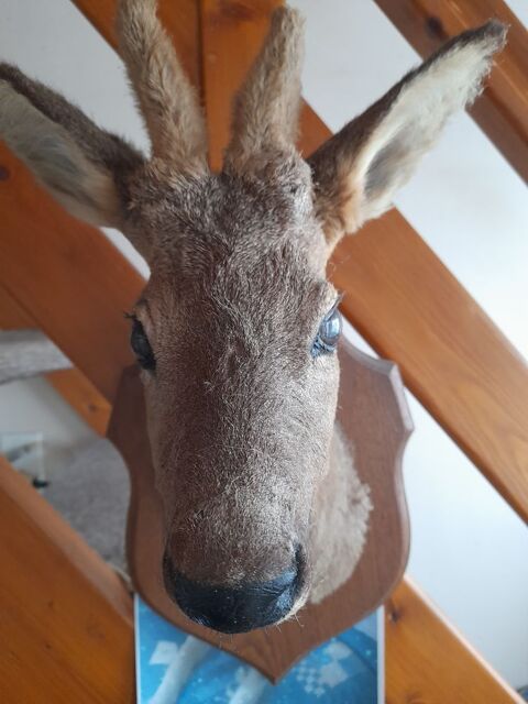 troph�e de chasse 200 Bourgneuf-en-Retz (44)