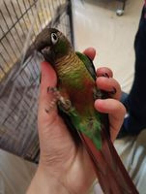  Couple de Pyrrhura molinae EAM ? mâle vert et femelle TOC 