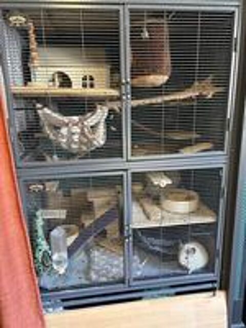   2 chinchillas femelles +grande cage et accessoires 