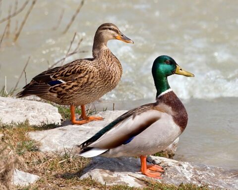 Canard colvert m&acirc;les et femelles 10 27500 Pont-audemer
