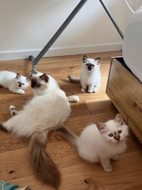 Chatons Sacr&eacute; de Birmanie port&eacute;e unique, &eacute;lev&eacute;s en famille 900 93200 Saint-denis