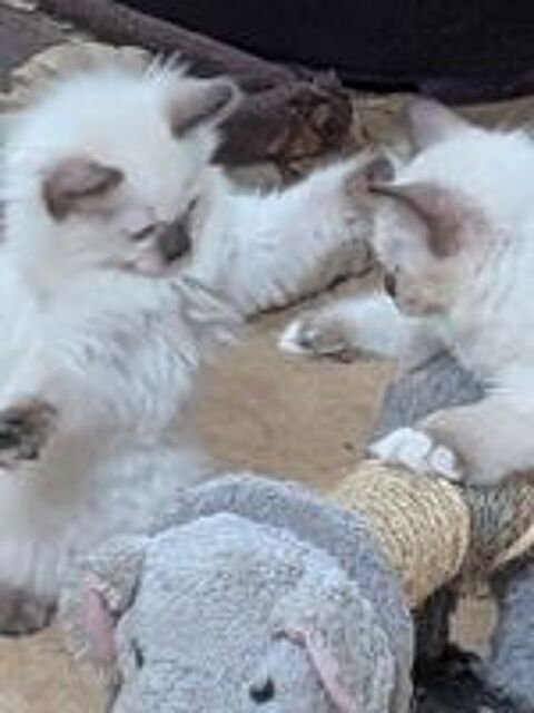    3 chatons Ragdoll LOOF avec pedigree, vaccinés et pucés, Co 