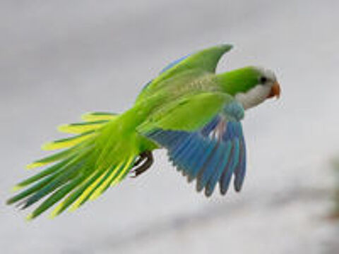   Conure souris / veuve / quaker 