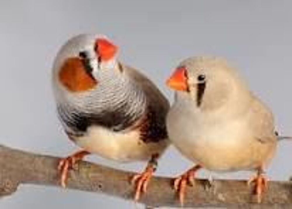   diamant mandarin jeune et couple  