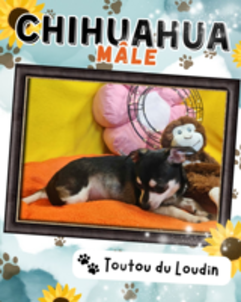   Chiot chihuahua mâle poils courts 
