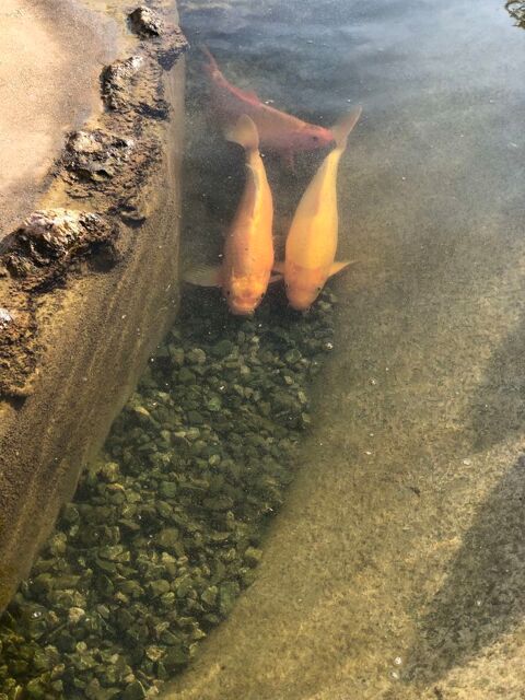 Carpes koi 1 30800 Saint-gilles