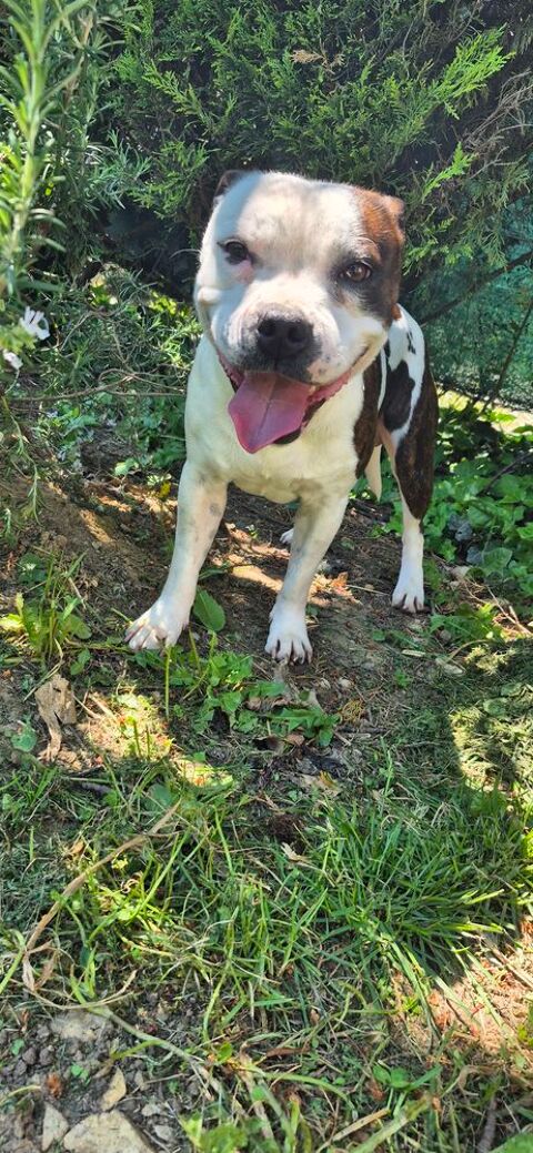 Saillie staffordshire bull terrier 38160 Saint-marcellin