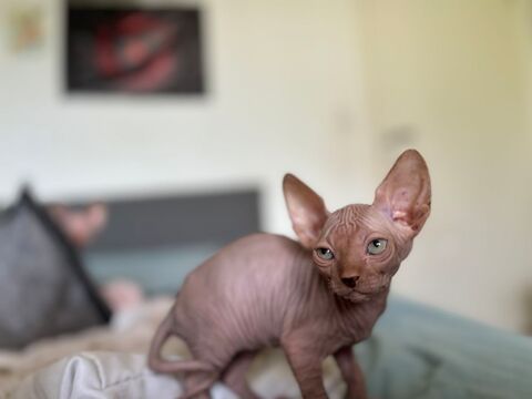 Chatons SPHYNX LOOF 1600 68260 Kingersheim