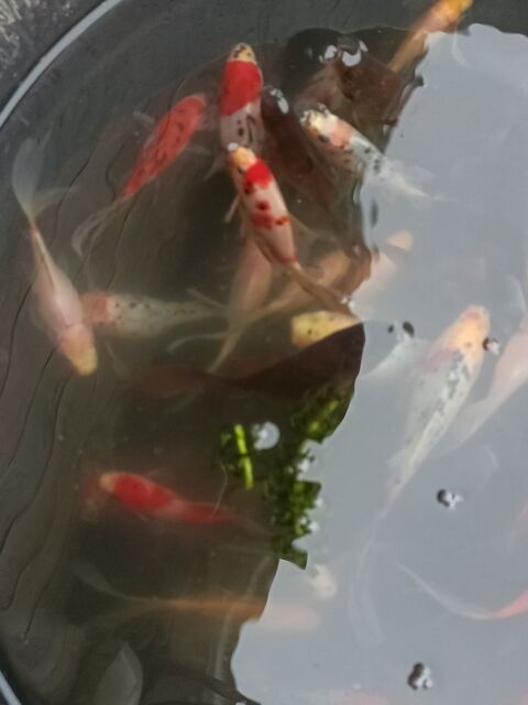 poisson de bassin 5 85600 Treize-septiers