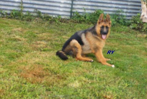 chiots berger allemand lof. 900 77320 La fert-gaucher
