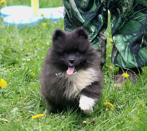 Chiots eurasier samoyede 700 67260 Diedendorf