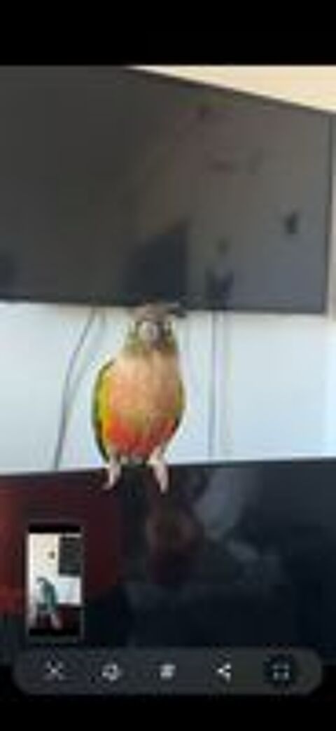   Conure coupl 