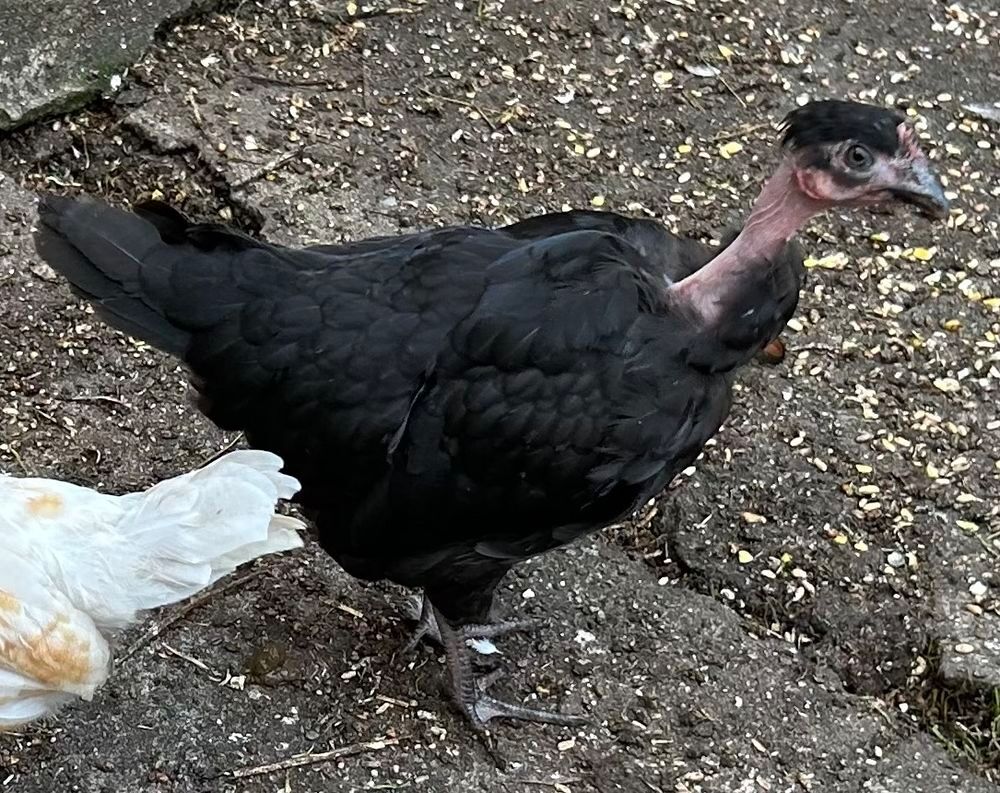   Coq et Poulette naine COUNU 5 mois 