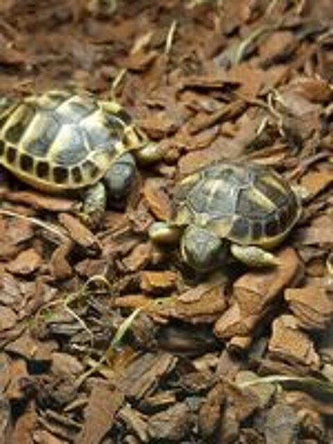   tortues ? 