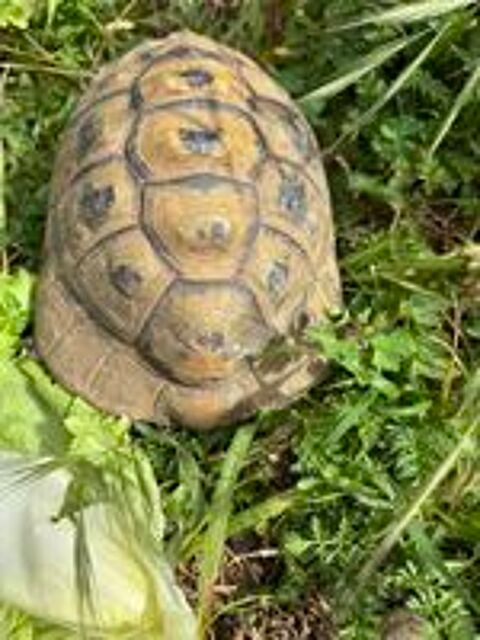   tortue Graeca 