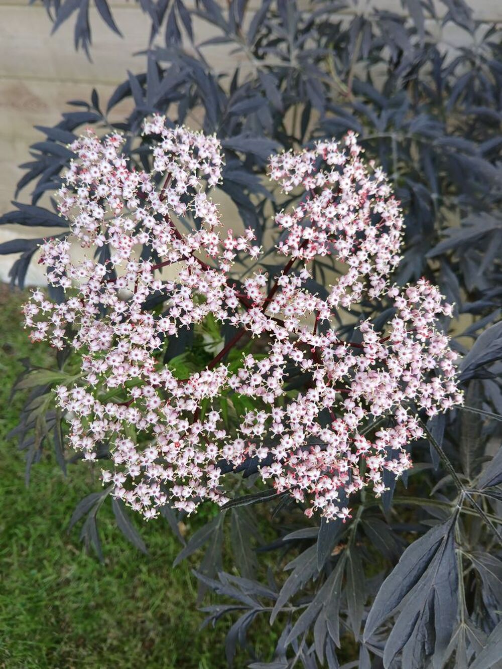 Sureau noir blacklace Jardin