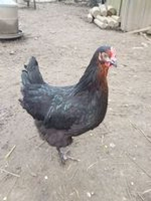   Poules noirans oeufs chocolat  