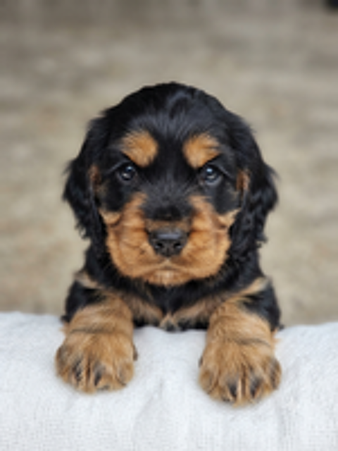   Adorable chiot COCKER SPANIEL à réserver 