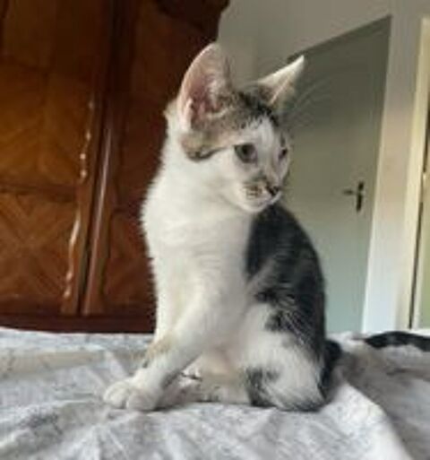   Chaton attend sa nouvelle famille ! 
