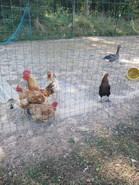 Poules pondeuse coq oie 10 62550 Nédon