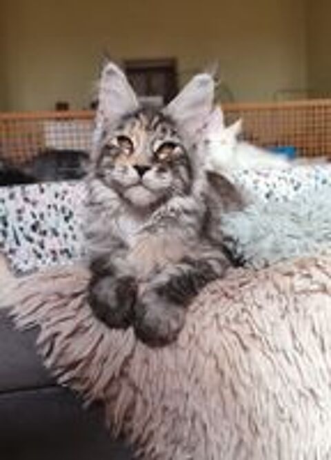   Chatons Maine coon LOOF 