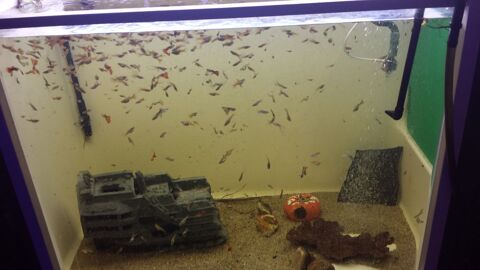 poissons guppys 0 67500 Haguenau