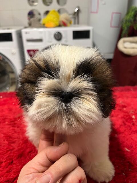 Sublime chiot m&acirc;le shih tzu LOF 950 58350 Nannay