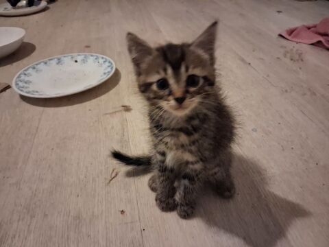 Donne chatons 2 mois, tigr&eacute;s, roux ou t&acirc;chet&eacute;s. 0 29760 Penmarch