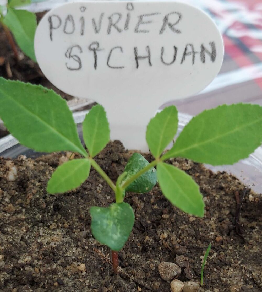 poivrier sichuan et palmier trachycarpus Jardin