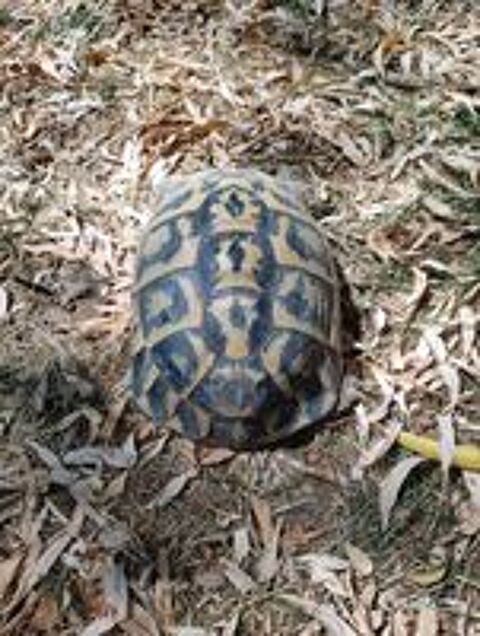   Tortue femelle Hermann 