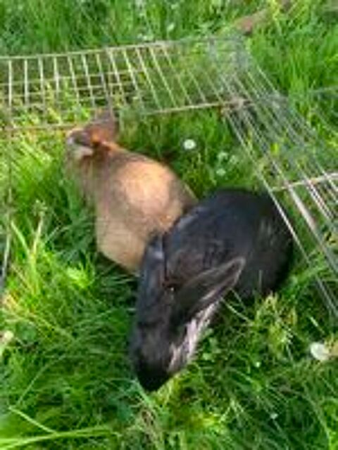   Lapin de ferme  