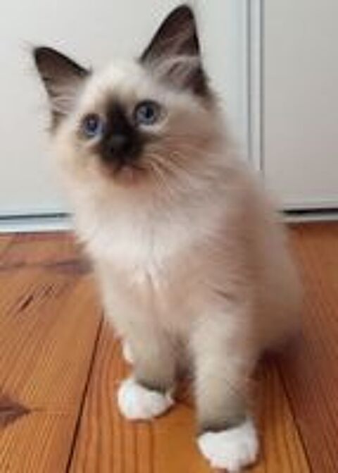   Superbes chatons Sacré de Birmanie
