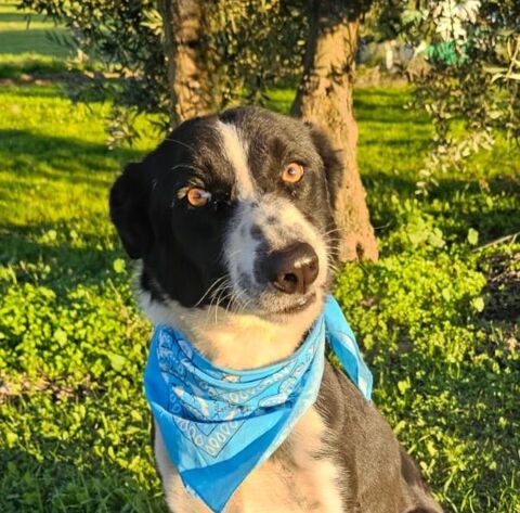 RONY 320 27620 Gasny