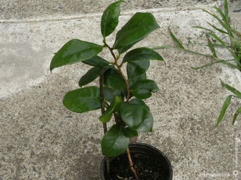 CAMELIAS 11 Mont-de-Marsan (40)