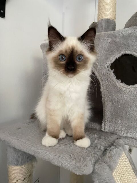 Chaton LOOF Sacré de Birmanie - femelle couleur Seal Point 900 95280 Jouy-le-moutier