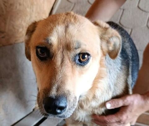 COSIMO SE TROUVE DANS UN REFUGE EN UKRAINE 0 75018 Paris