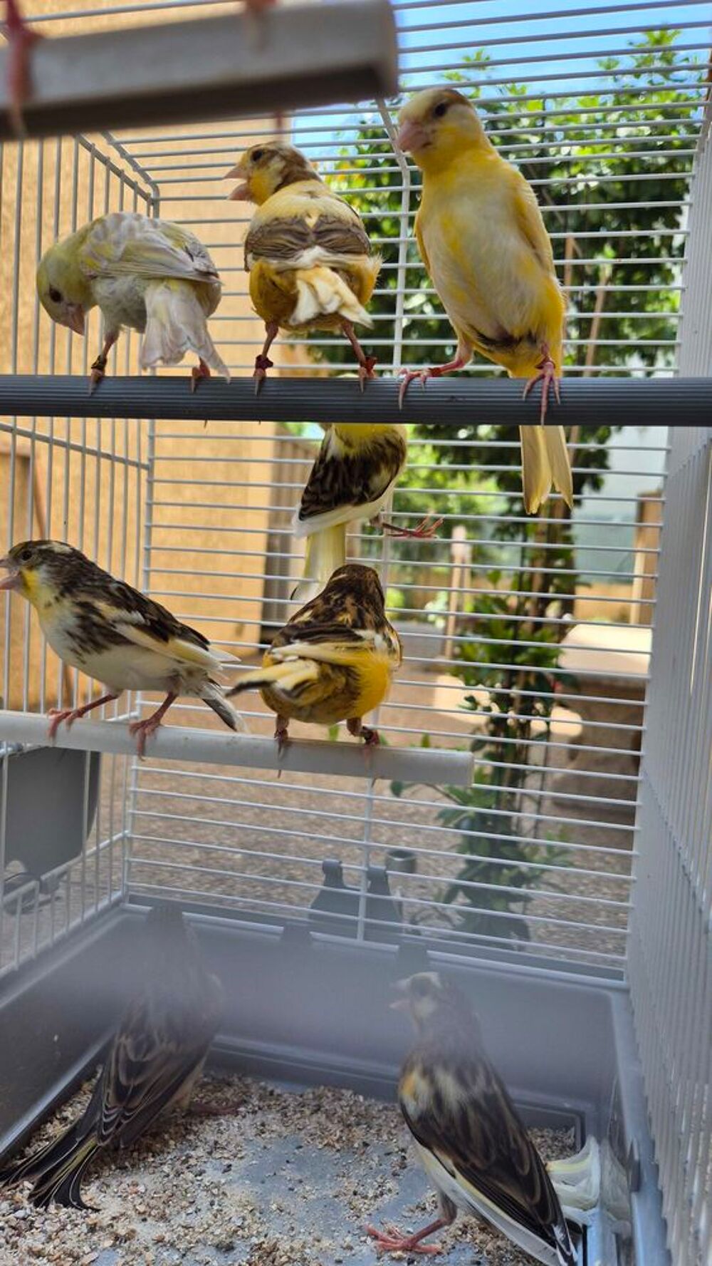   Canaris mosaic 2026 