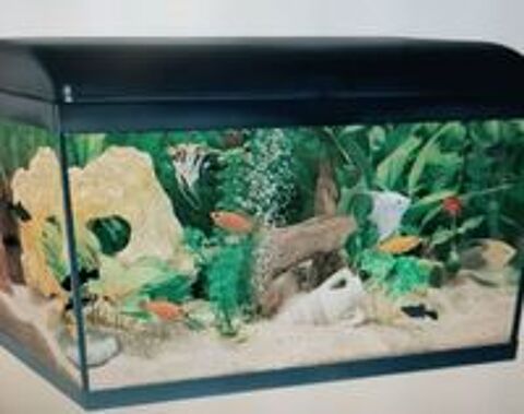   AQUARIUM  