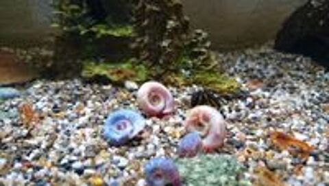   Escargot planorbe aquarium 