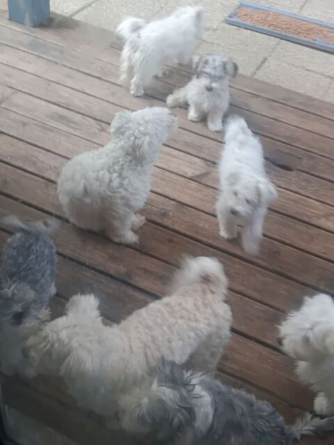 MAGNIFIQUES BICHONS MALTAIS 1200 31150 Gagnac-sur-garonne