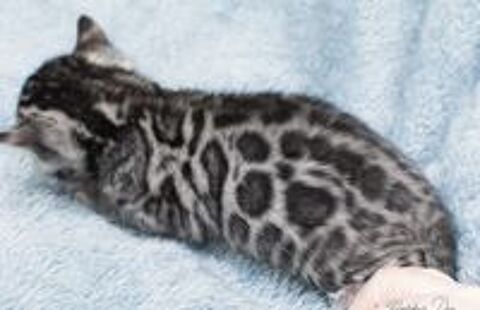   à Réserver Chaton Bengal silver excellent ligne 