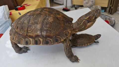 tortue empaill�e 0 Drancy (93)