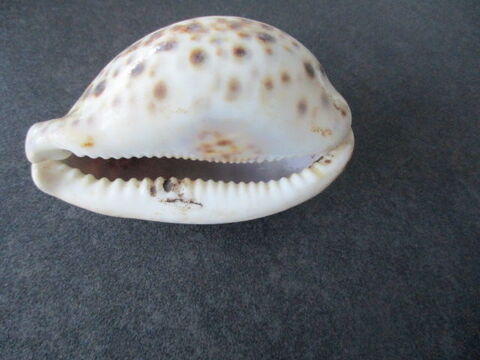 coquillage 7 Castres (81)