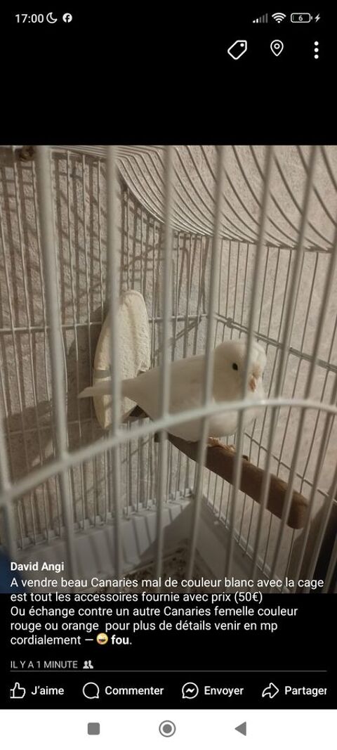 Échange Canaries mal de couleur blanc 0 67390 Marckolsheim