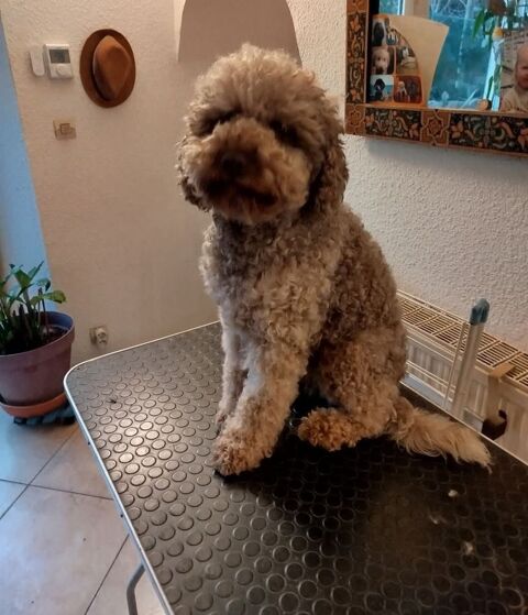 Chiot en pr&eacute;vision &agrave; r&eacute;server 1 07800 La voulte-sur-rh�ne