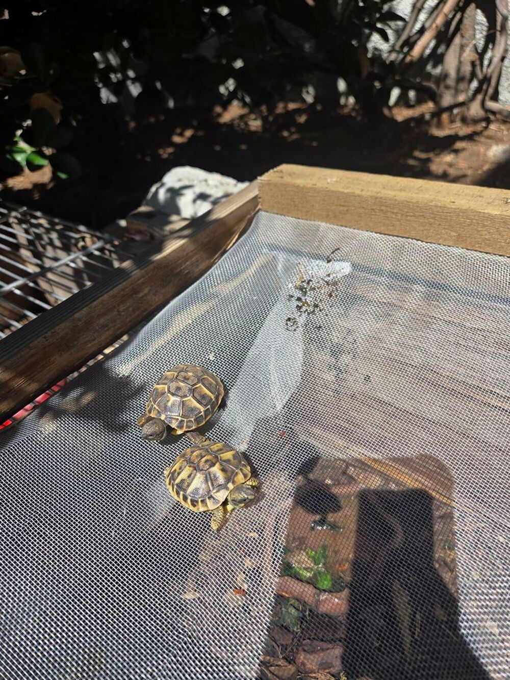   Bébé tortue  