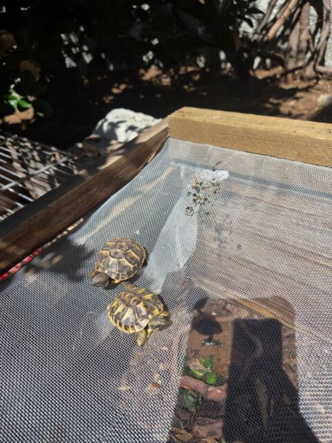 B&eacute;b&eacute; tortue  25 66000 Perpignan