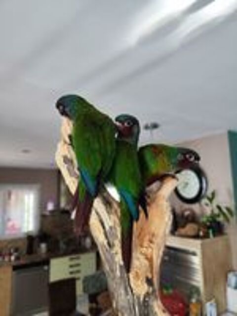   Perruche conure Emma  