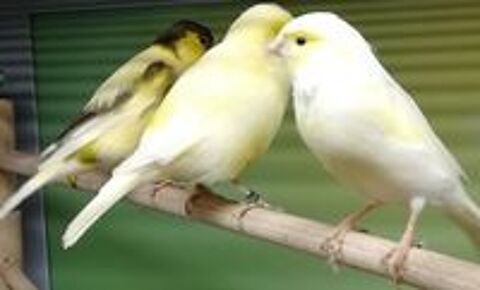   Adopte vos oiseaux 